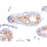 Immunohistochemistry - Anti-MelanA Antibody [A103 + M2-7C10 + M2-9E3] (A248560) - Antibodies.com