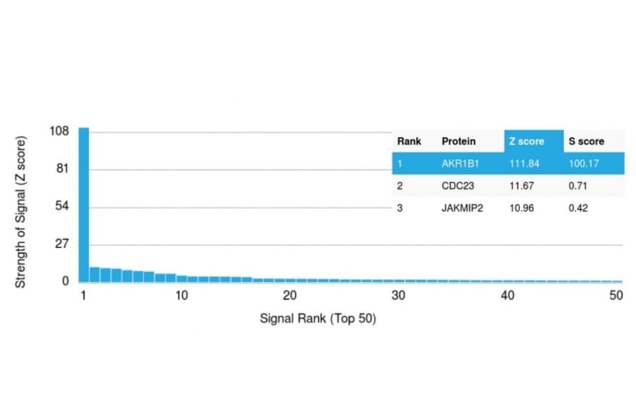 Protein Array - Anti-AKR1B1 Antibody [CPTC-AKR1B1-3] (A248568) - Antibodies.com