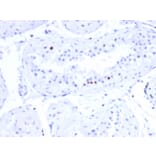 Immunohistochemistry - Anti-CSTF2T Antibody [PCRP-CSTF2T-1A3] (A248575) - Antibodies.com