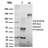 SDS-PAGE - Anti-CSTF2T Antibody [PCRP-CSTF2T-1A3] (A248575) - Antibodies.com