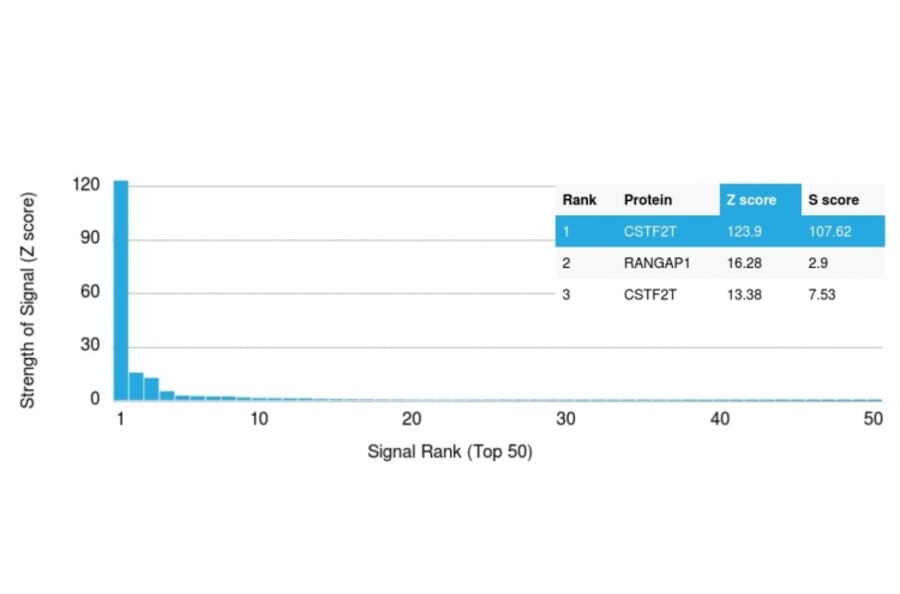 Protein Array - Anti-CSTF2T Antibody [PCRP-CSTF2T-1A3] (A248574) - Antibodies.com