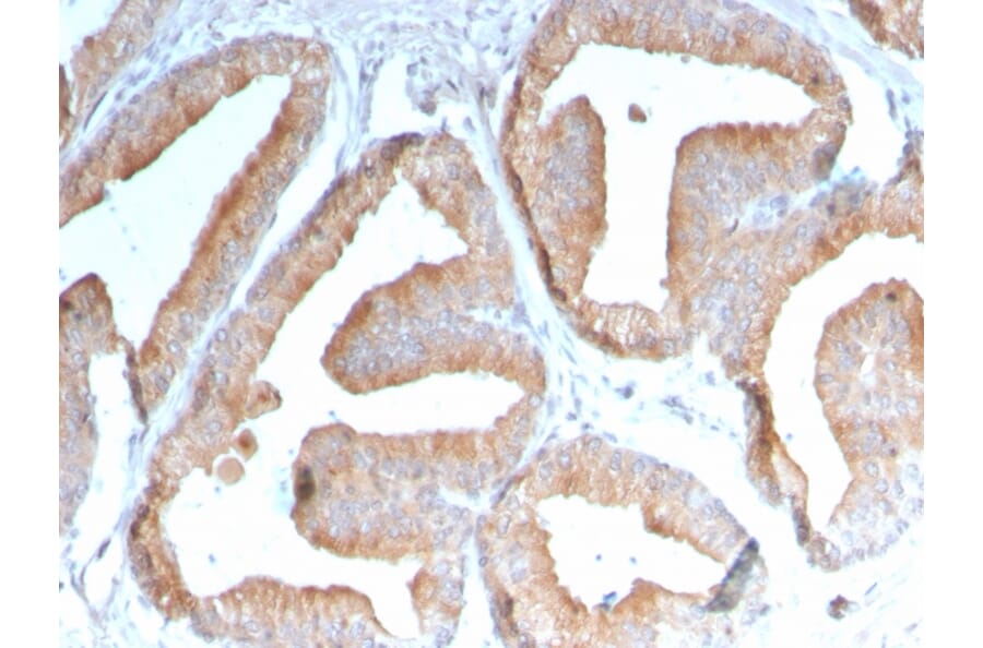 Immunohistochemistry - Anti-ICOS Ligand Antibody [ICOSL/3111] (A248576) - Antibodies.com