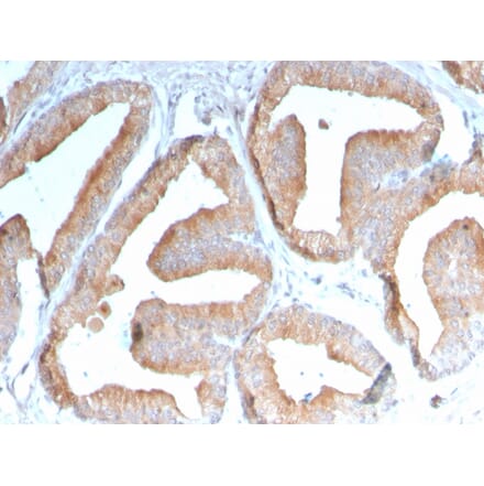 Immunohistochemistry - Anti-ICOS Ligand Antibody [ICOSL/3111] (A248576) - Antibodies.com