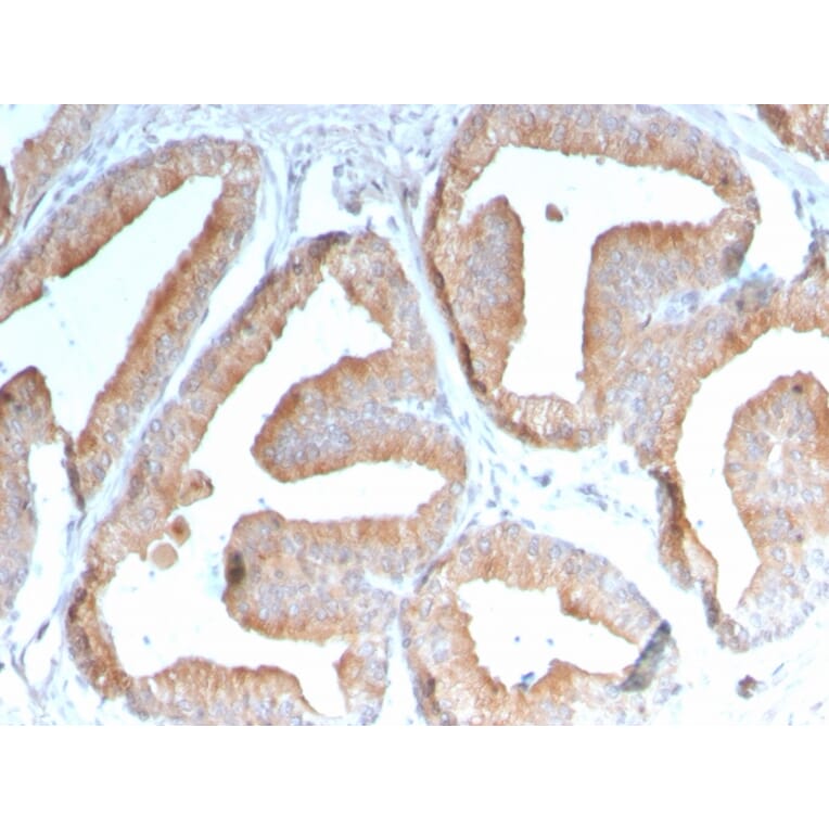 Immunohistochemistry - Anti-ICOS Ligand Antibody [ICOSL/3111] (A248576) - Antibodies.com