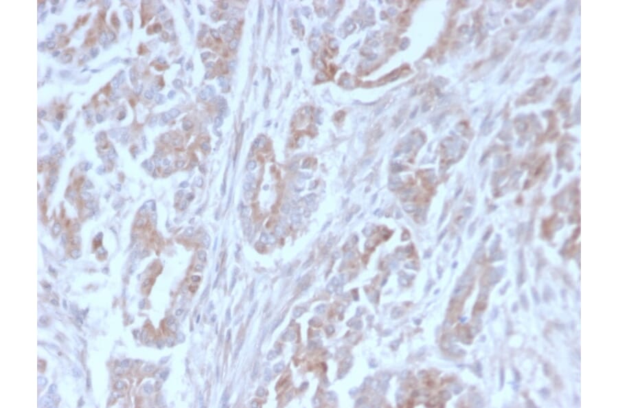 Immunohistochemistry - Anti-ICOS Ligand Antibody [ICOSL/3111] (A248576) - Antibodies.com