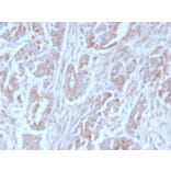 Immunohistochemistry - Anti-ICOS Ligand Antibody [ICOSL/3111] (A248576) - Antibodies.com