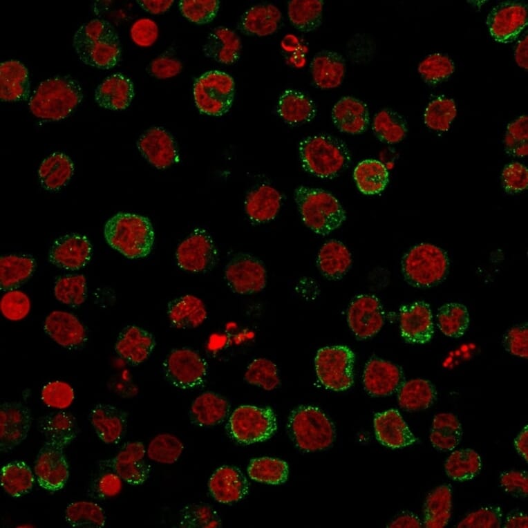 Immunofluorescence - Anti-ICOS Ligand Antibody [ICOSL/3111] (A248576) - Antibodies.com