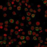 Immunofluorescence - Anti-ICOS Ligand Antibody [ICOSL/3111] (A248576) - Antibodies.com