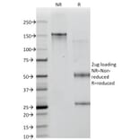 SDS-PAGE - Anti-ICOS Ligand Antibody [ICOSL/3111] (A248576) - Antibodies.com