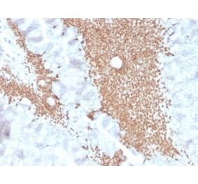 Immunohistochemistry - Anti-SATB2 Antibody [SATB2/4374R] (A248578) - Antibodies.com