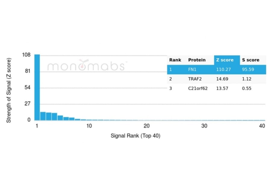 Protein Array - Anti-Fibronectin Antibody [FN1/3036] (A248580) - Antibodies.com