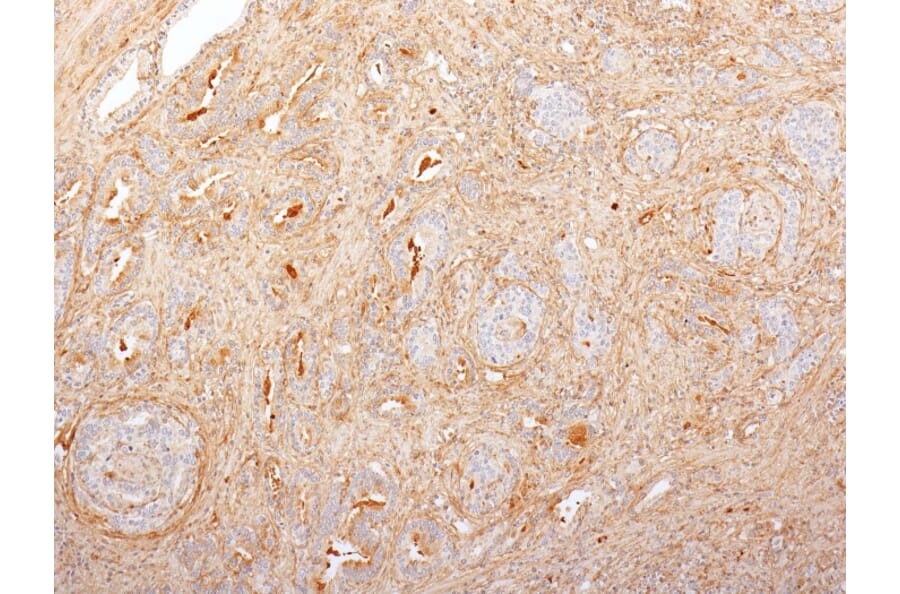 Immunohistochemistry - Anti-Fibronectin Antibody [616] (A248589) - Antibodies.com