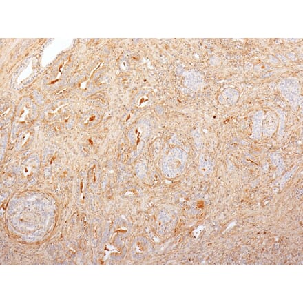 Immunohistochemistry - Anti-Fibronectin Antibody [616] (A248589) - Antibodies.com