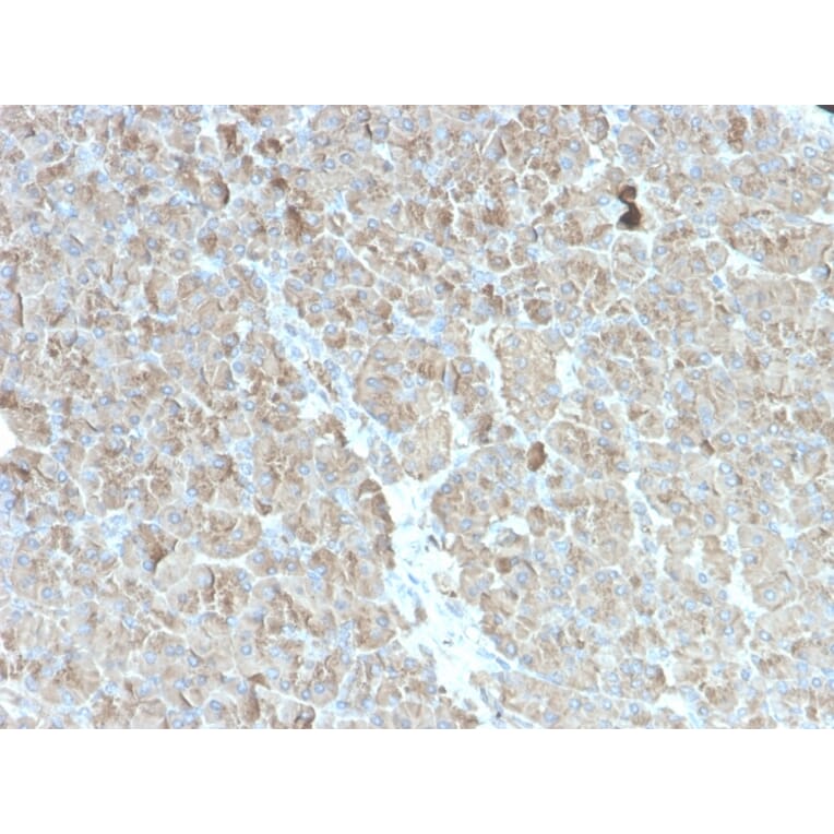 Immunohistochemistry - Anti-CELA3B Antibody [rCELA3B/1811] (A248594) - Antibodies.com