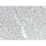 Immunohistochemistry - Anti-CELA3B Antibody [rCELA3B/1811] (A248594) - Antibodies.com