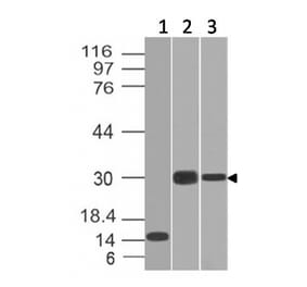 Western Blot - Anti-CELA3B Antibody [CELA3B/1218] (A248596) - Antibodies.com