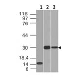 Western Blot - Anti-CELA3B Antibody [CELA3B/1218] (A248596) - Antibodies.com