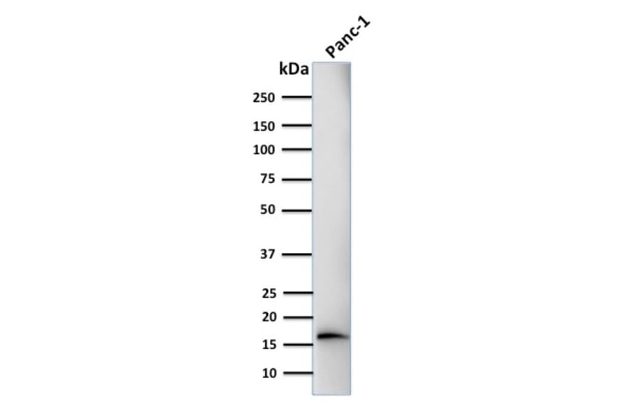 Western Blot - Anti-CELA3B Antibody [CELA3B/1218] (A248596) - Antibodies.com