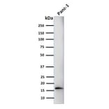 Western Blot - Anti-CELA3B Antibody [CELA3B/1218] (A248596) - Antibodies.com