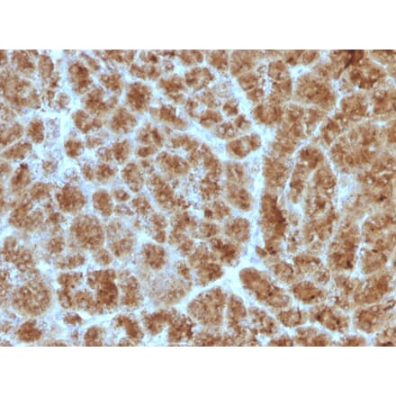 Immunohistochemistry - Anti-CELA3B Antibody [CELA3B/1257] (A248596) - Antibodies.com