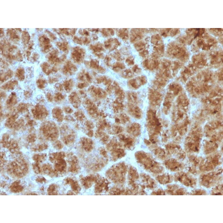 Immunohistochemistry - Anti-CELA3B Antibody [CELA3B/1257] (A248596) - Antibodies.com