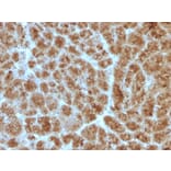 Immunohistochemistry - Anti-CELA3B Antibody [CELA3B/1257] (A248596) - Antibodies.com