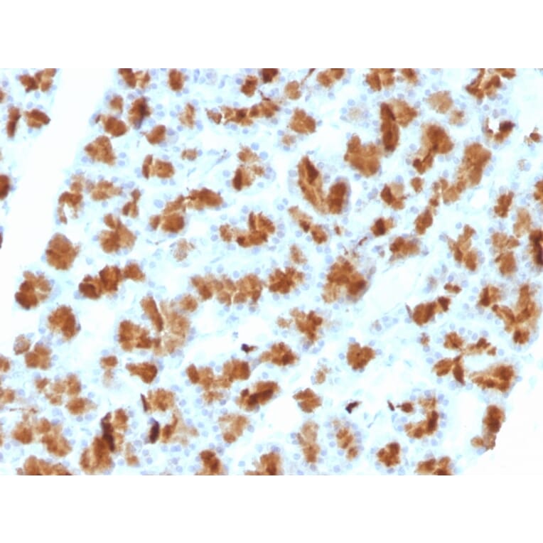 Immunohistochemistry - Anti-CELA3B Antibody [CELA3B/1257] (A248597) - Antibodies.com