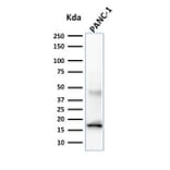 Western Blot - Anti-CELA3B Antibody [CELA3B/1257] (A248597) - Antibodies.com