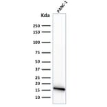 Western Blot - Anti-CELA3B Antibody [CELA3B/1374] (A248598) - Antibodies.com