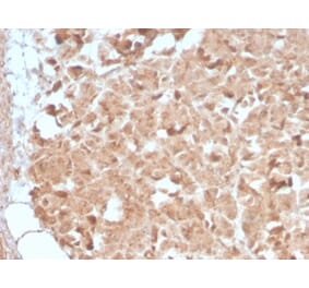 Immunohistochemistry - Anti-CELA3B Antibody [CELA3B/2809R] (A248600) - Antibodies.com