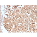 Immunohistochemistry - Anti-CELA3B Antibody [CELA3B/2809R] (A248600) - Antibodies.com