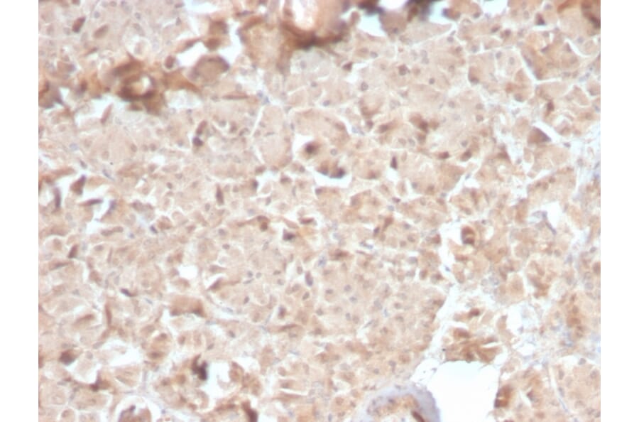 Immunohistochemistry - Anti-CELA3B Antibody [CELA3B/2810R] (A248601) - Antibodies.com