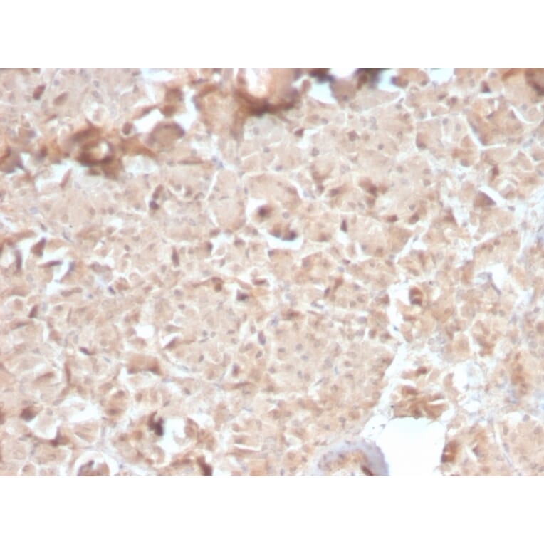 Immunohistochemistry - Anti-CELA3B Antibody [CELA3B/2810R] (A248601) - Antibodies.com