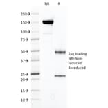 SDS-PAGE - Anti-PSMA Antibody [FOLH1/2121] (A248602) - Antibodies.com