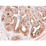 Immunohistochemistry - Anti-PSMA Antibody [FOLH1/2354] (A248604) - Antibodies.com