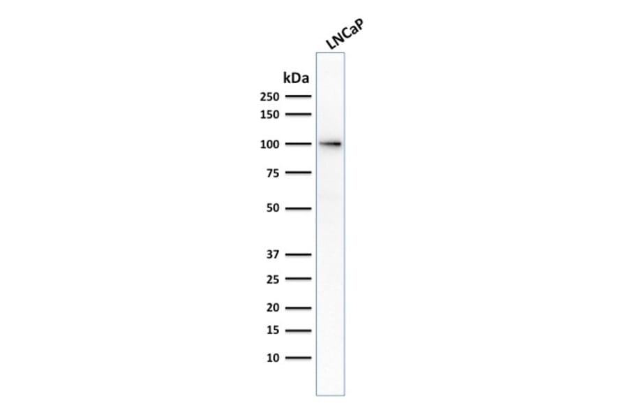 Western Blot - Anti-PSMA Antibody [FOLH1/2354] (A248604) - Antibodies.com
