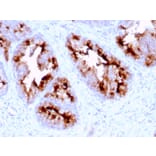 Immunohistochemistry - Anti-PSMA Antibody [FOLH1/2363] (A248605) - Antibodies.com