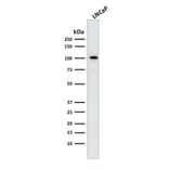 Western Blot - Anti-PSMA Antibody [FOLH1/2363] (A248605) - Antibodies.com