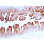 Immunohistochemistry - Anti-PSMA Antibody [FOLH1/2363] (A248605) - Antibodies.com