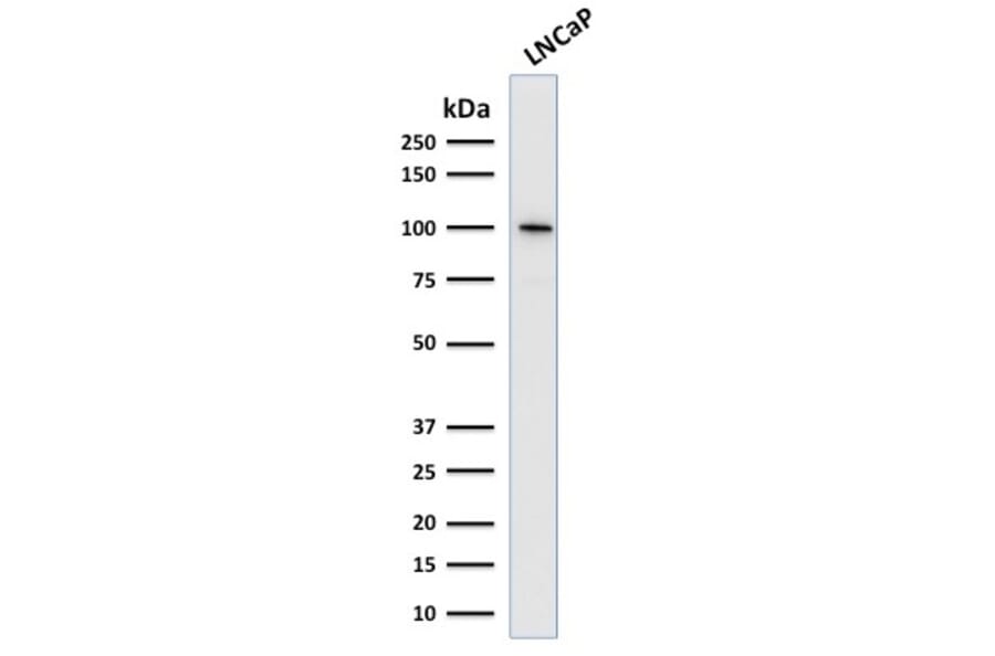 Western Blot - Anti-PSMA Antibody [SPM500] (A248606) - Antibodies.com