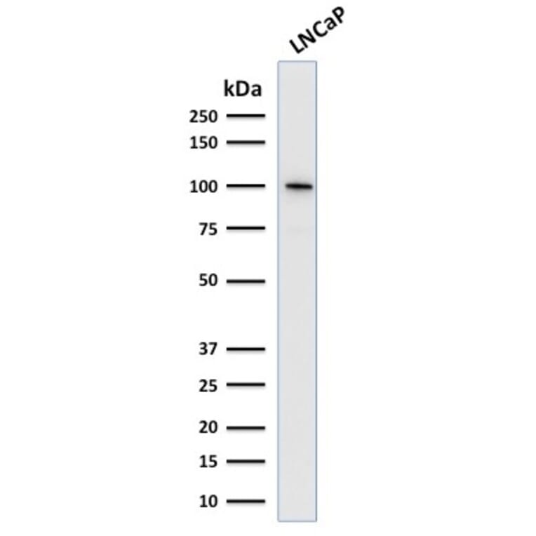 Western Blot - Anti-PSMA Antibody [SPM500] (A248606) - Antibodies.com