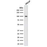 Western Blot - Anti-PSMA Antibody [SPM500] (A248606) - Antibodies.com