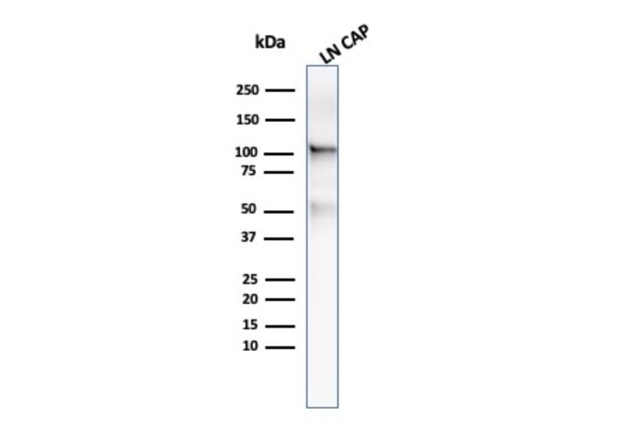 Western Blot - Anti-PSMA Antibody [FOLH1/3734] (A248608) - Antibodies.com