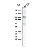 Western Blot - Anti-PSMA Antibody [FOLH1/3734] (A248608) - Antibodies.com