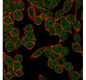 Immunofluorescence - Anti-FRA2 Antibody [PCRP-FOSL2-1B1] (A248610) - Antibodies.com