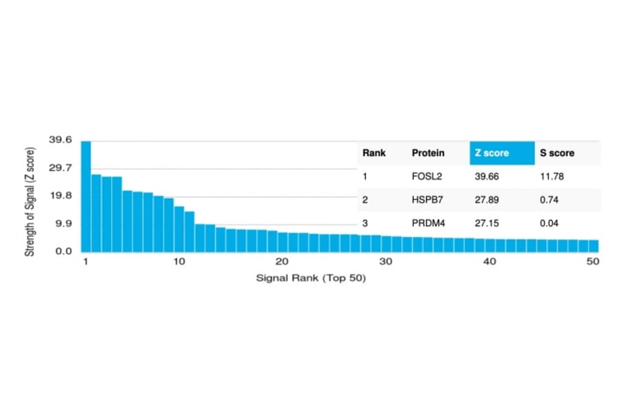 Protein Array - Anti-FRA2 Antibody [PCRP-FOSL2-1B1] (A248609) - Antibodies.com