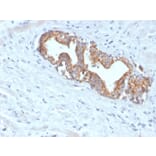 Immunohistochemistry - Anti-AMACR Antibody [AMACR/4572R] (A248616) - Antibodies.com