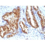 Immunohistochemistry - Anti-AMACR Antibody (A248619) - Antibodies.com