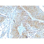 Immunohistochemistry - Anti-TRIM29 Antibody [TRIM29/1041] (A248619) - Antibodies.com