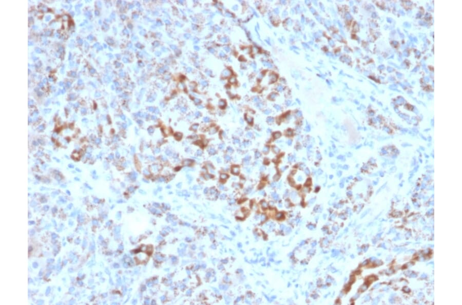 Immunohistochemistry - Anti-Frataxin Antibody [FXN/2124] (A248628) - Antibodies.com